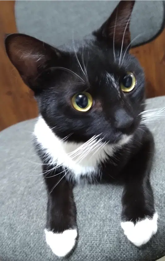 Nicky - Putting On The Ritz - Tuxedo Cat