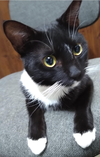 adoptable Cat in Atlanta, GA named Nicky - SO Sweet - NOTHING Beats a Tuxi!