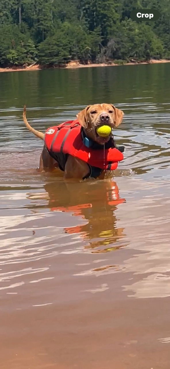 adoptable Dog in Atlanta, GA named RUBBLE