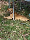 adoptable Dog in Atlanta, GA named RUBBLE