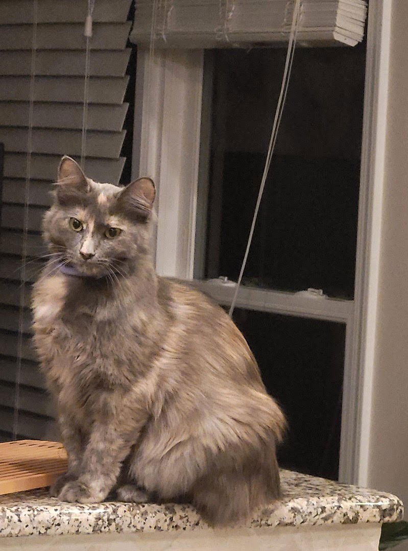 adoptable Cat in Atlanta, GA named Mimi - Lovely Spunky/fun Fem with Mona Lisa Smile!