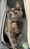 adoptable Cat in Atlanta, GA named Mimi - Lovely Spunky/fun Fem with Mona Lisa Smile!