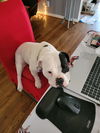 BISCUIT-FUNNY, ADORABLE AMERICAN BULLDOG