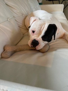 IZZY-FUNNY, ADORABLE AMERICAN BULLDOG