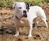 BISCUIT-FUNNY, ADORABLE AMERICAN BULLDOG