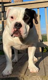 BISCUIT-FUNNY, ADORABLE AMERICAN BULLDOG