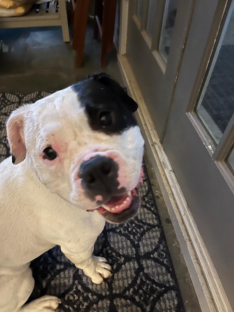 adoptable Dog in Atlanta, GA named BISCUIT-FUNNY, ADORABLE AMERICAN BULLDOG