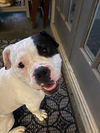 adoptable Dog in  named BISCUIT-FUNNY, ADORABLE AMERICAN BULLDOG