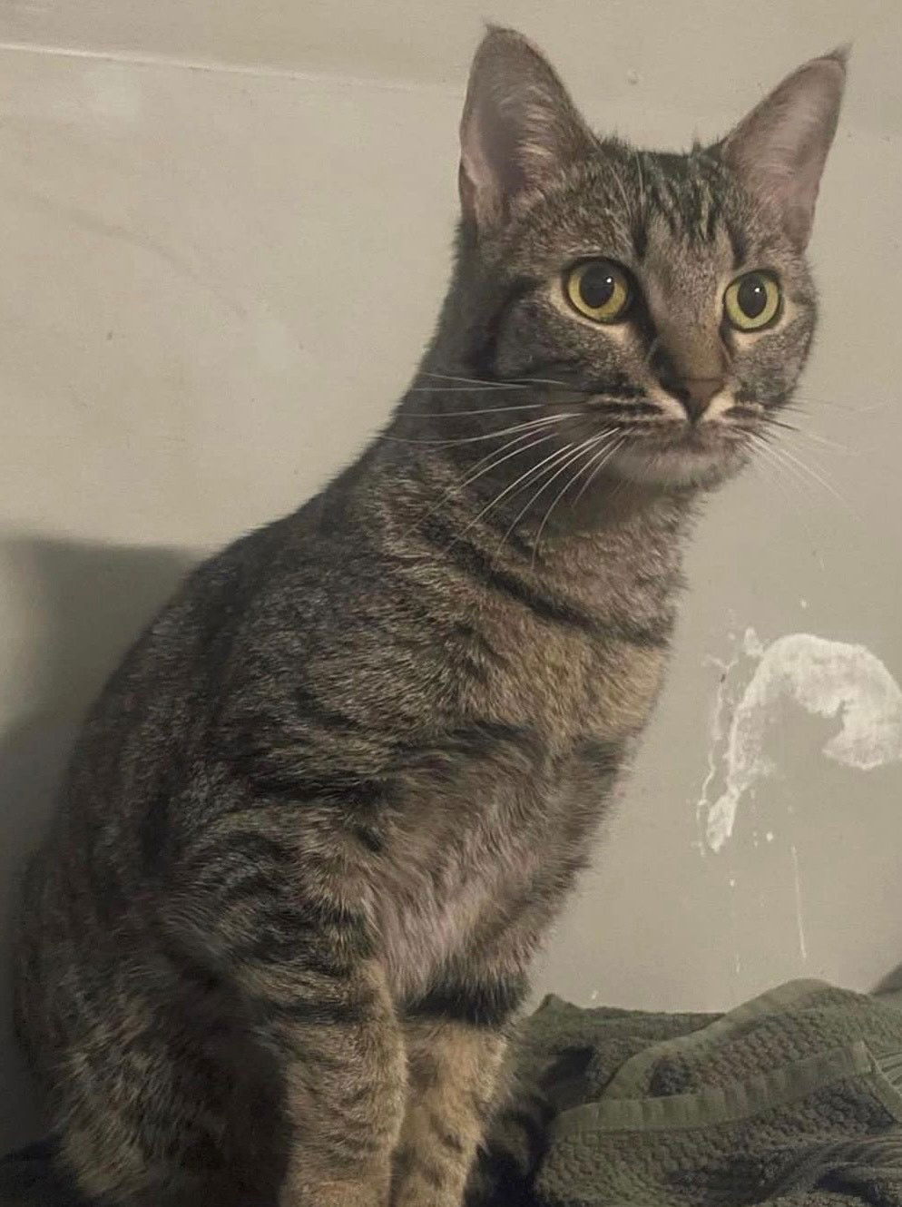 adoptable Cat in Atlanta, GA named Rice