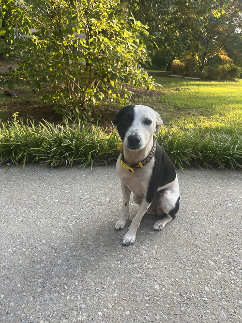 Oakley-FOSTER NEEDED/SMALL AUSSIE-LAB MIX