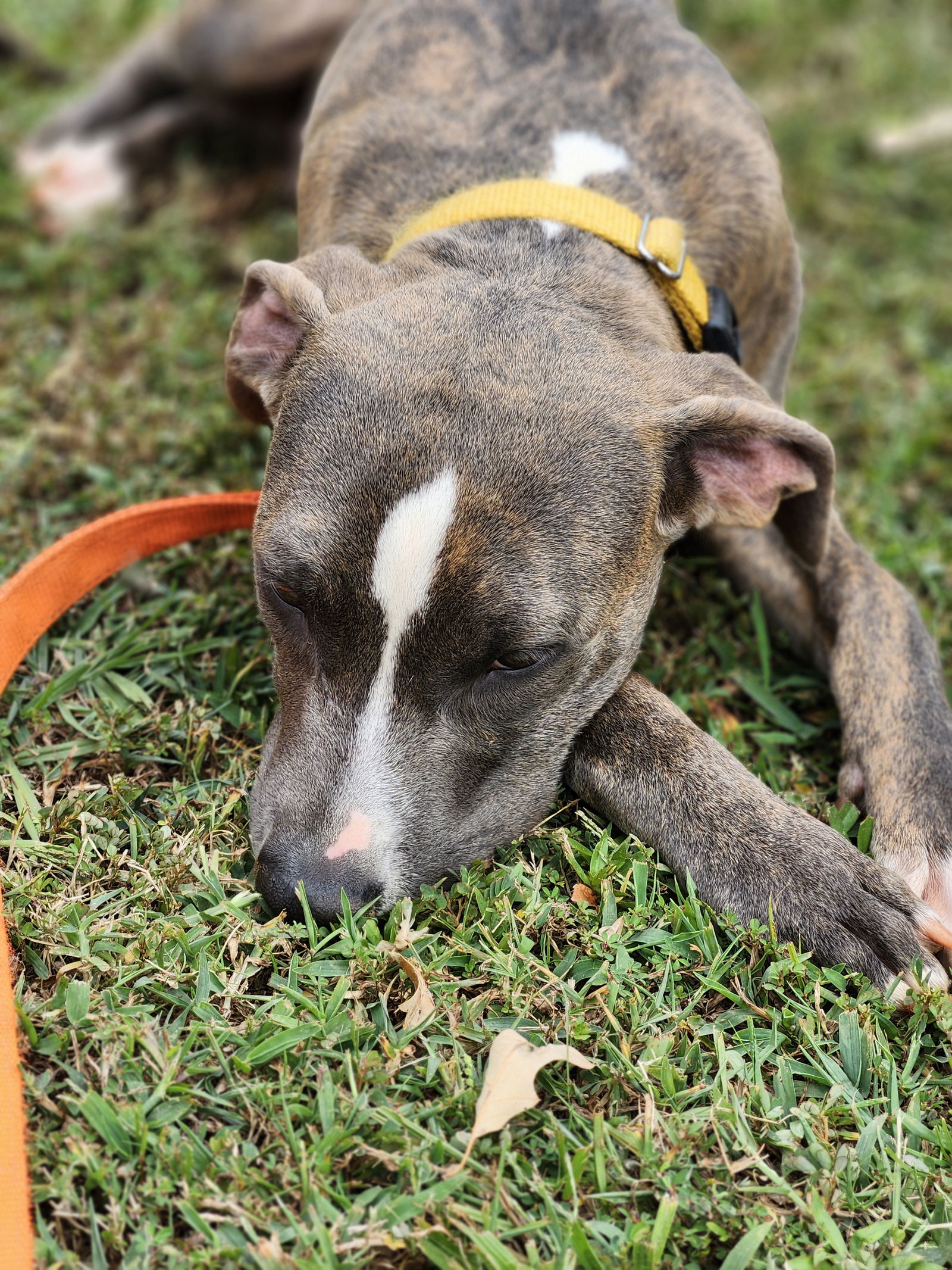 adoptable Dog in Atlanta, GA named JAGUAR