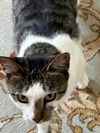 ANGIE - Lovely Tabby/Siamese Mix - Smart Sweet!