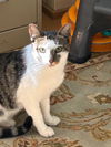 ANGIE - Lovely Tabby/Siamese Mix - Smart Sweet!