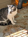 Angie - Lovely Tabby/Siamese Mix - So Sweet!