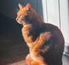 adoptable Cat in  named Cashew "Cash" - Stunning Red/Orange Tabby Boy!