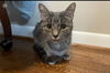 Bella - Sweet 6 lb. Stunning Silver Tabby!