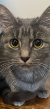 adoptable Cat in  named Bella - Sweet 6 lb. Stunning Silver Tabby!