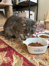 Bella - Sweet 6 lb. Stunning Silver Tabby!