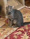 Bella - Sweet 6 lb. Stunning Silver Tabby!