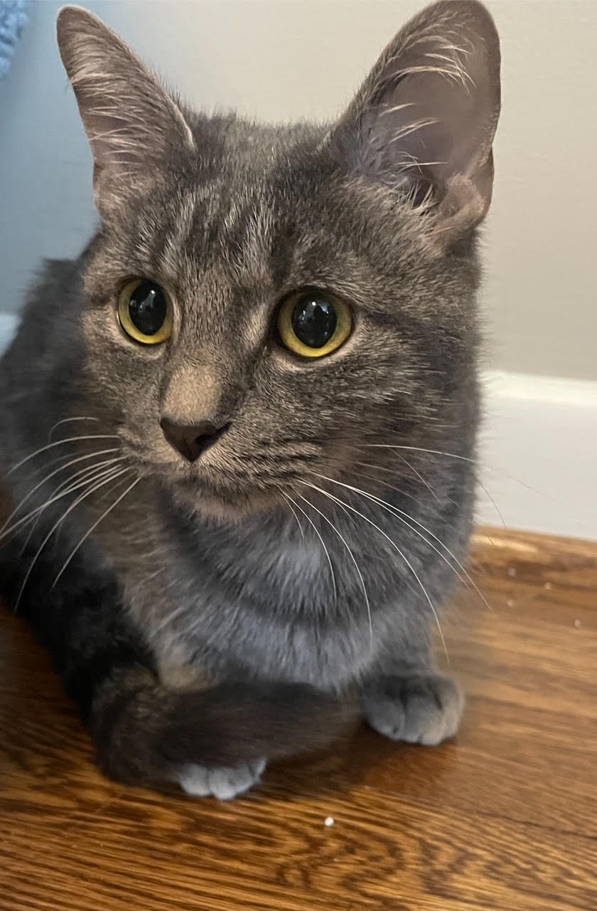 adoptable Cat in Atlanta, GA named Lovely Bella - Sweet 6 lb. Stunning Silver Tabby!