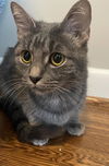 Bella - Sweet 6 lb. Stunning Silver Tabby!