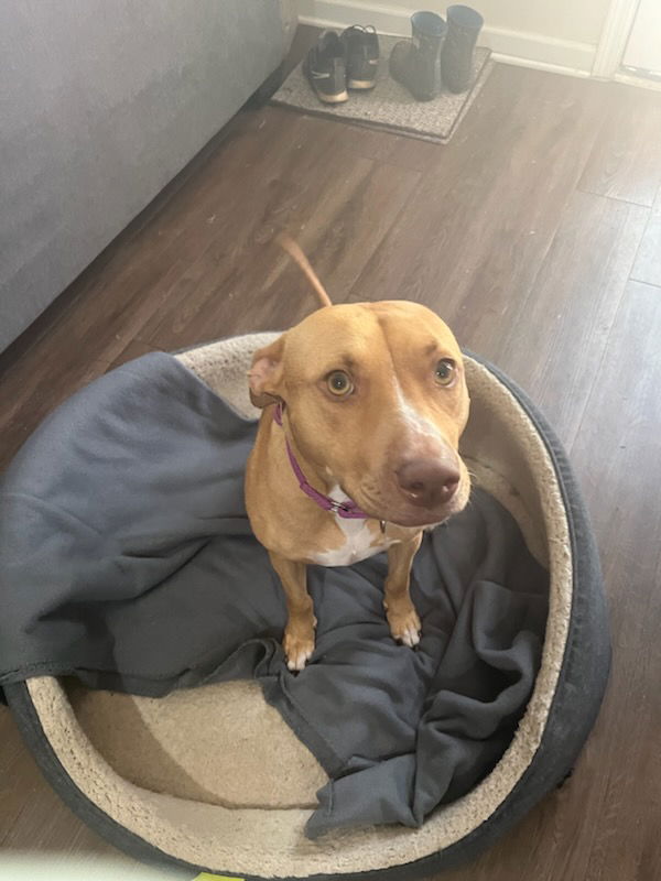 adoptable Dog in Atlanta, GA named Honey