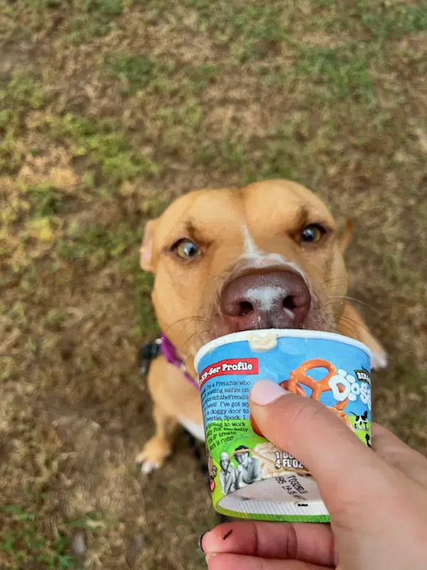 Honey - Labrador Retriever