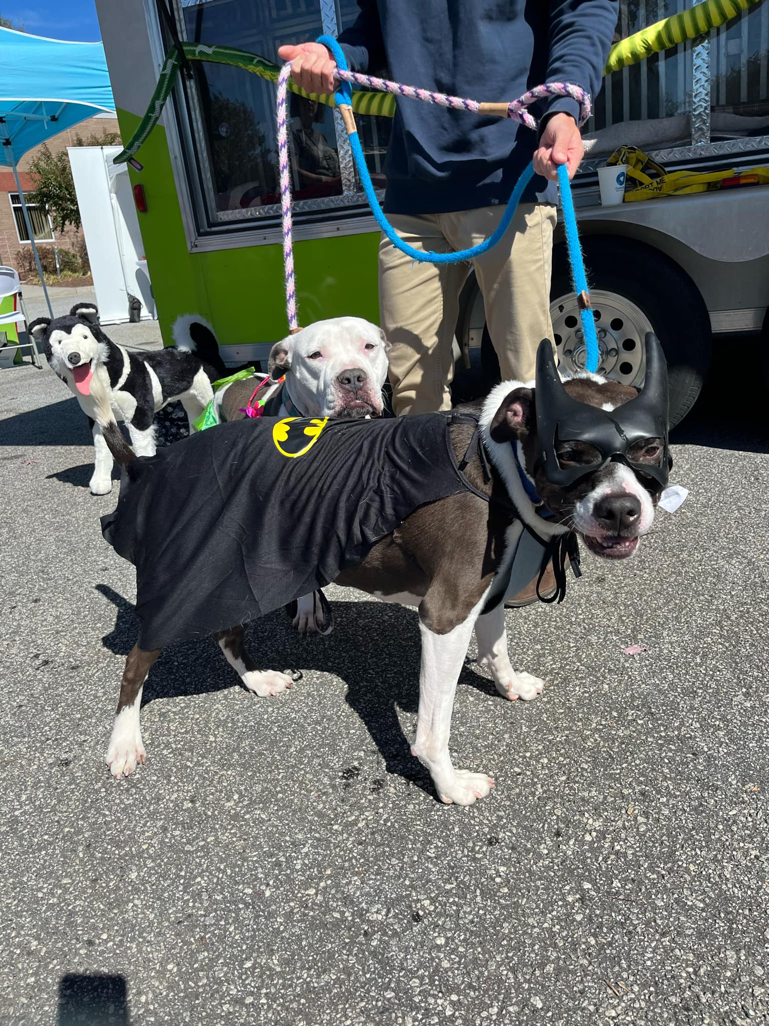 Duke - American Pit Bull Terrier