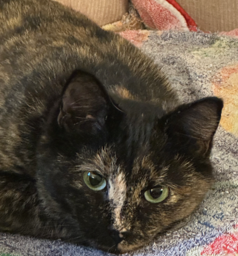 Cally - Beuatiful dark Torti Color - So Sweet!