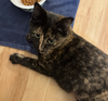 Cally - Beuatiful dark Torti Color - So Sweet!