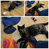 Cally - Beuatiful dark Torti Color - So Sweet!