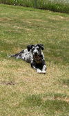 Maggie - Blue Leopard Catahoula Mix