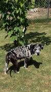 Maggie - Blue Leopard Catahoula Mix