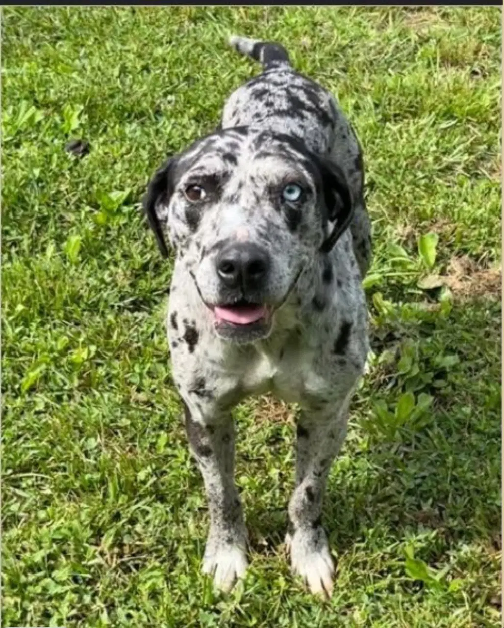 Maggie The Marvel - Grayblack Catahoula Jewel - Catahoula Leopard Dog