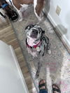 Maggie - Blue Leopard Catahoula Mix