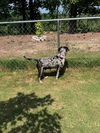 Maggie - Blue Leopard Catahoula Mix