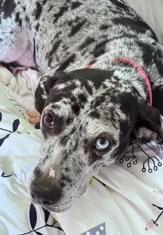 Maggie The Marvel - Grayblack Catahoula Jewel image 3
