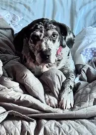 Maggie The Marvel - Grayblack Catahoula Jewel image 4