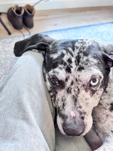 Maggie The Marvel - Grayblack Catahoula Jewel image 2