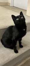 Ellie - Stunning Black Shiny/Lap Sitter/SO Perfect