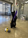 Ellie - Stunning Black Shiny/Lap Sitter/SO Perfect