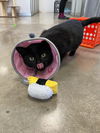 Ellie - Stunning Black Shiny/Lap Sitter/SO Perfect