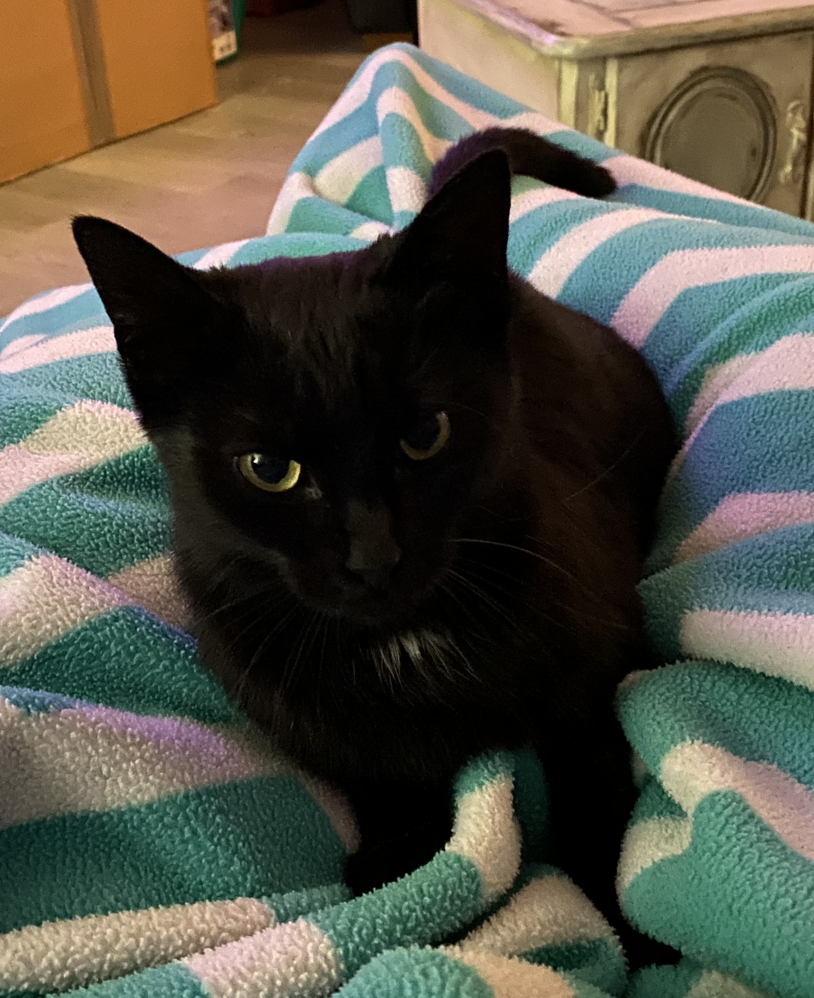 Ellie - Stunning Black Shiny/Lap Sitter/SO Perfect