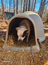 Rocky- Kisser! Am. Bulldog Mix