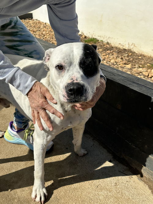 Rocky- Kisser! Am. Bulldog Mix