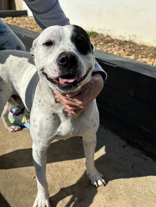 Rocky - Sweet American Bulldog -Face Kisser!