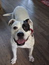 Charlie - American Bull Dog Mix
