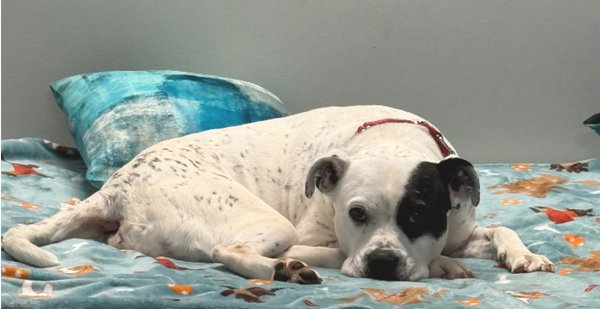 REMY, AWESOME American Bulldog Mix!
