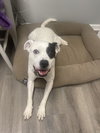 REMY, AWESOME American Bulldog Mix! - Photo 1