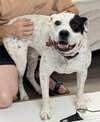 REMY, AWESOME American Bulldog Mix! - Photo 13
